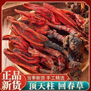 回春草云南续阳草顶天柱泡水泡酒男性滋补