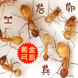 黄金全黄土耳其\中亚弓背蚁\活体宠物费氏工坊蚂蚁城堡专用可产卵
