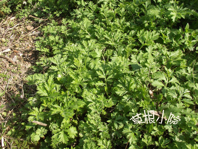 草院)2015野生野菜新鲜清明果