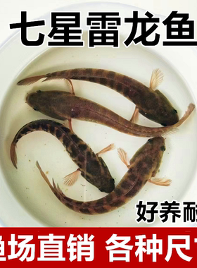 七星雷龙鱼苗活体淡水养殖山斑珍珠彩虹赤花月鳢鱼金鱼冷水观赏鱼