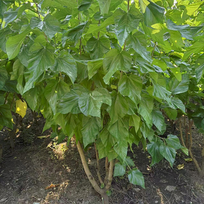 强桑1号桑叶桑高产成活率高树苗