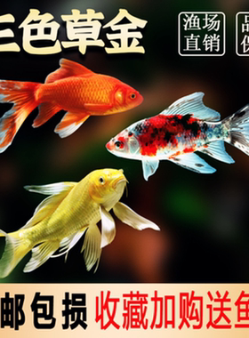好养易活冷水鱼淡水观赏鱼鹦鹉草金鱼红白大正三色龙凤锦鲤活鱼
