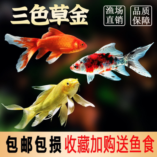 草金鱼淡水鱼冷水鱼易活好养锦鲤