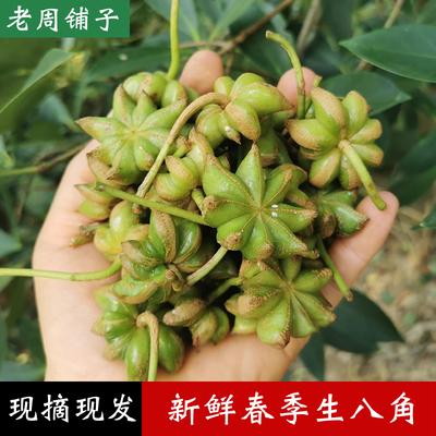 新鲜春季生八角现摘现发香料卤料