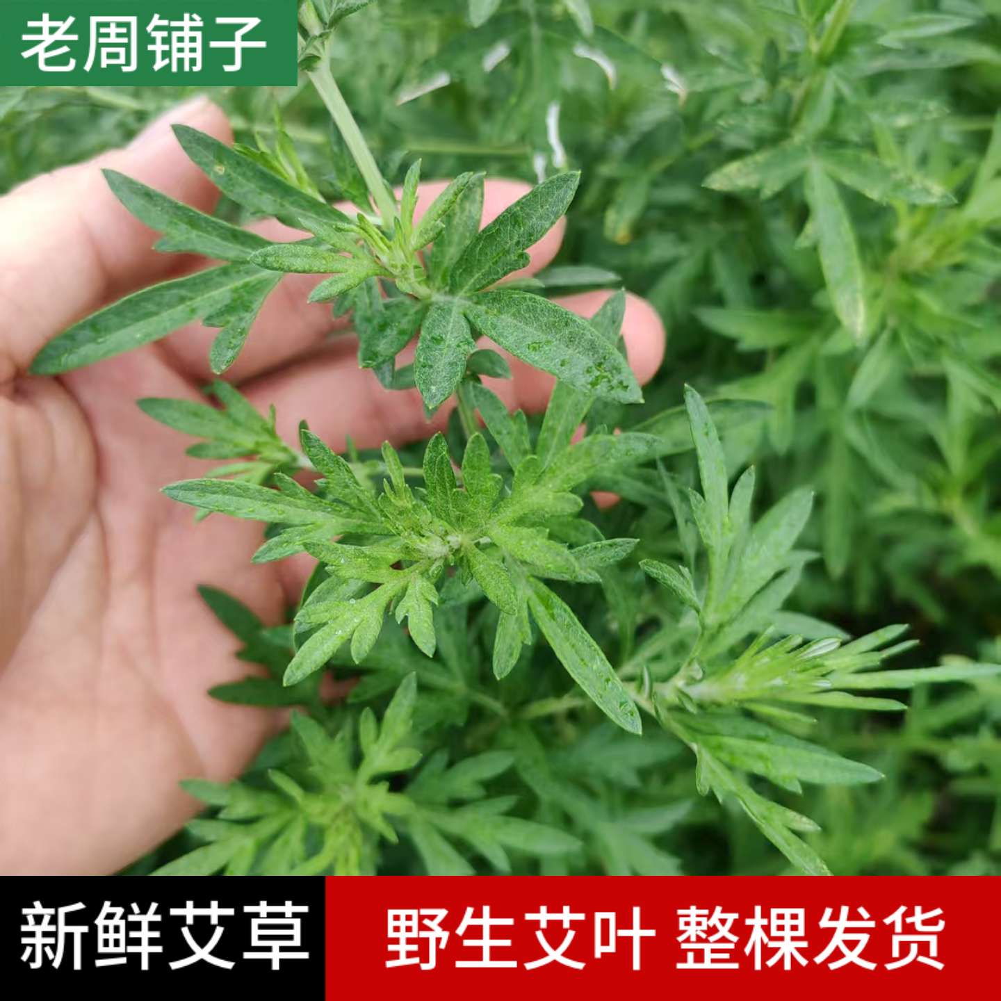 新鲜现摘艾草可食用野菜整棵发货