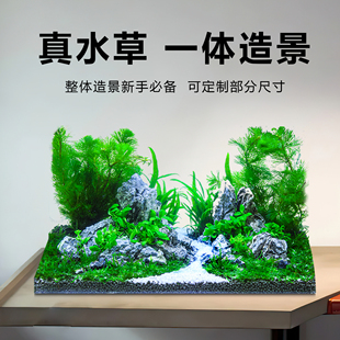 鱼缸造景真水草一体景莫斯树阴性水草整体入缸装饰套餐做好景发货