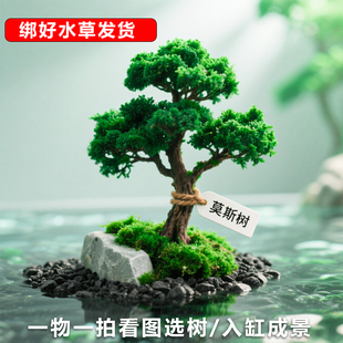 成品莫斯树鱼缸造景巴西迎客松活体阴性水草懒人一木成景沉木骨架