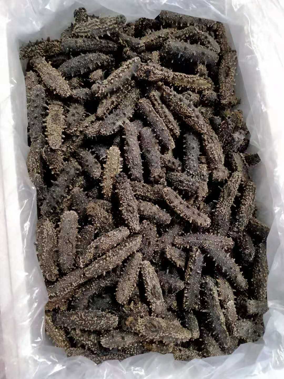 【昆嵛街】海参干净重一斤500g顺丰包邮包装随意