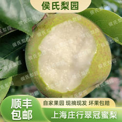 上海庄行蜜梨翠冠梨焦溪蜜梨礼盒装顺丰快递新鲜水果送礼