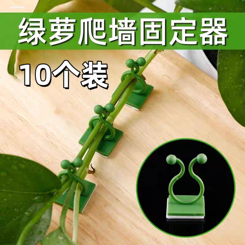 绿萝爬墙固定器植物藤蔓固定器