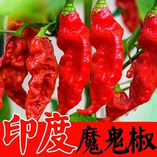 印度魔鬼椒种子特辣龙息辣椒种籽孑四季菜苗四季盆栽蔬菜灯笼秧苗