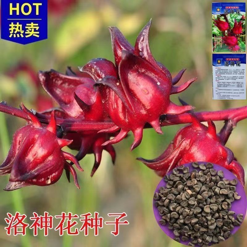 可食用洛神花种子玫瑰茄红桃K果实阳台盆栽花卉种泡茶盆栽易发芽图片