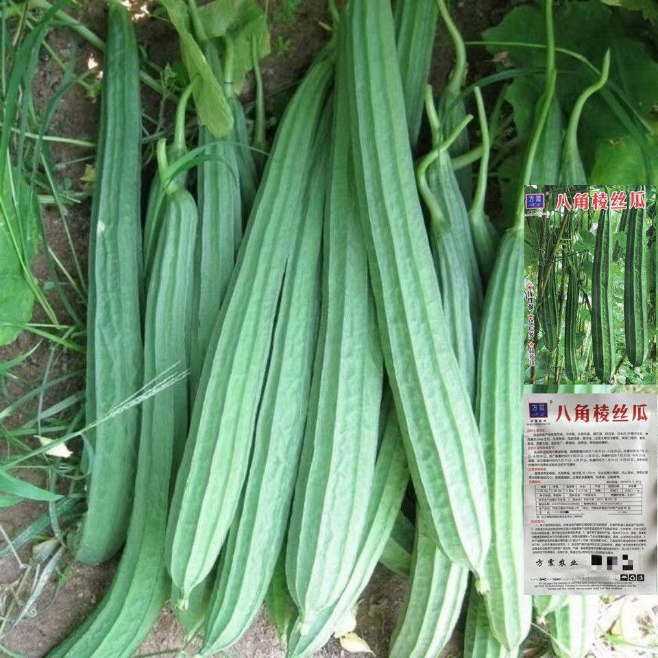 棱角丝瓜种子 水丝瓜棱角丝瓜种家庭园艺种子