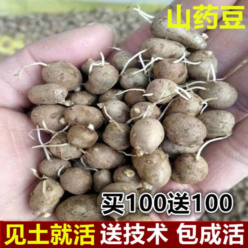 铁棍山药豆种子怀山药蛋淮山药种苗山药嘴子发芽的山药豆育苗