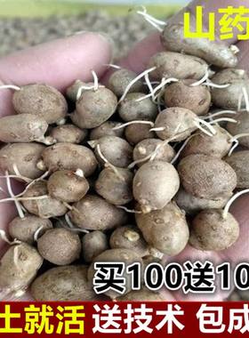 铁棍山药豆种子怀山药蛋淮山药种苗山药嘴子发芽的山药豆育苗