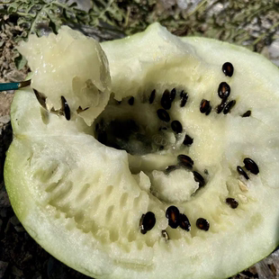 打瓜种子大片黑西瓜子种籽产籽西瓜南瓜高产食籽春季夏季水果种孑