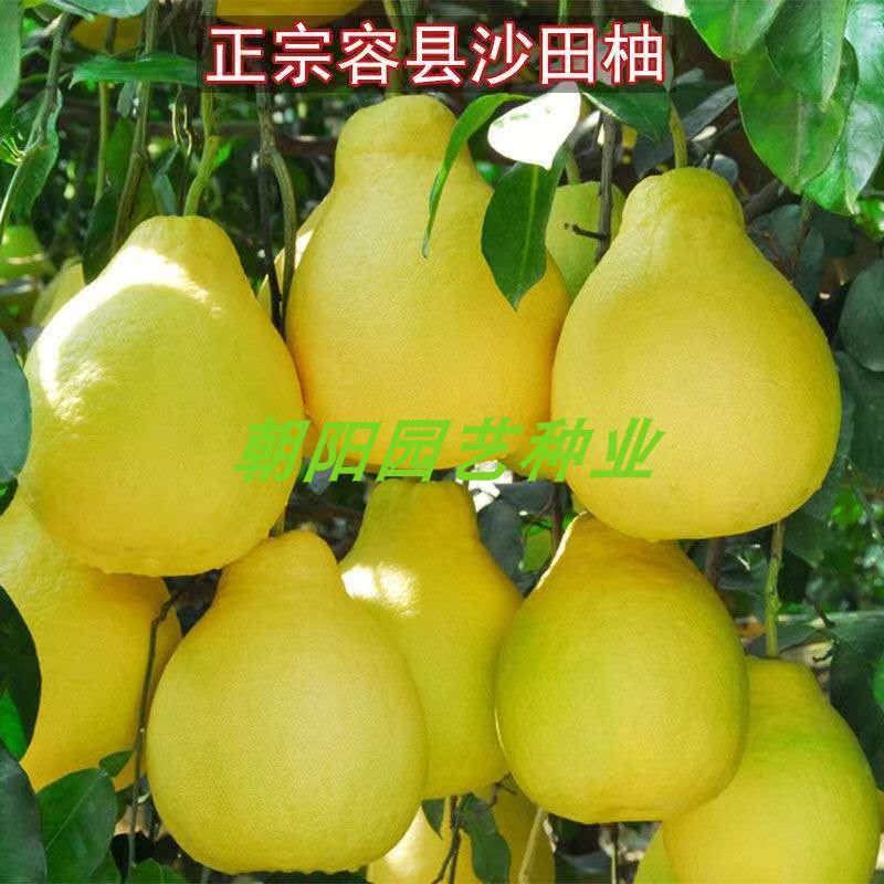 柚子种子 红心柚种子 沙田柚种子 高产柚子种子 红心柚苗 包邮