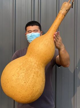 巨人超大葫芦种子 巨型手捻特大葫芦种籽 亚腰酒四季宝葫种春季孑