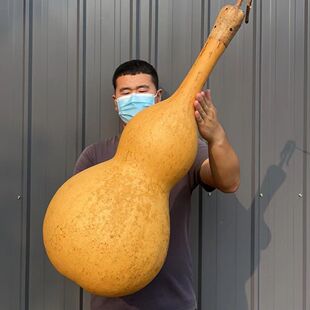 巨人超大葫芦种子 巨型手捻特大葫芦种籽 亚腰酒四季宝葫种春季孑