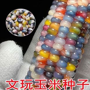 自留种七彩玻璃宝石玉米种籽彩色文玩玉米种子可食用小颗糯玉米籽