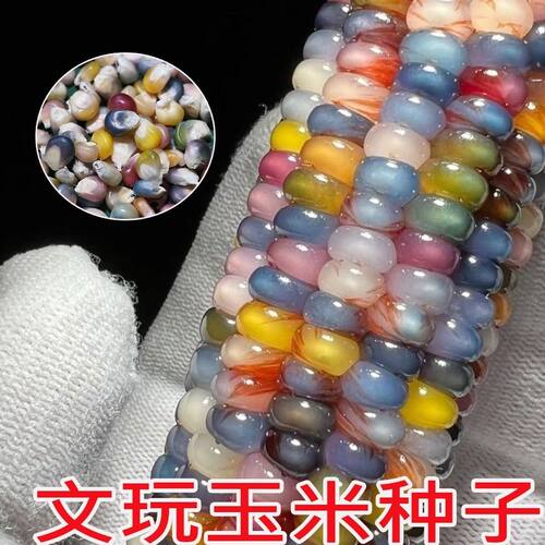 自留种七彩玻璃宝石玉米种籽彩色文玩玉米种子可食用小颗糯玉米籽