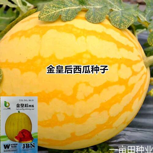 超甜早熟金皇后西瓜种子薄皮金麒麟红瓤西瓜种新育礼品小西瓜水果