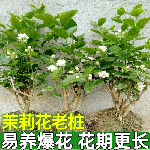 横县茉莉花苗阳台绿植四季绿植花卉老树桩花苗易成活开花不断树苗