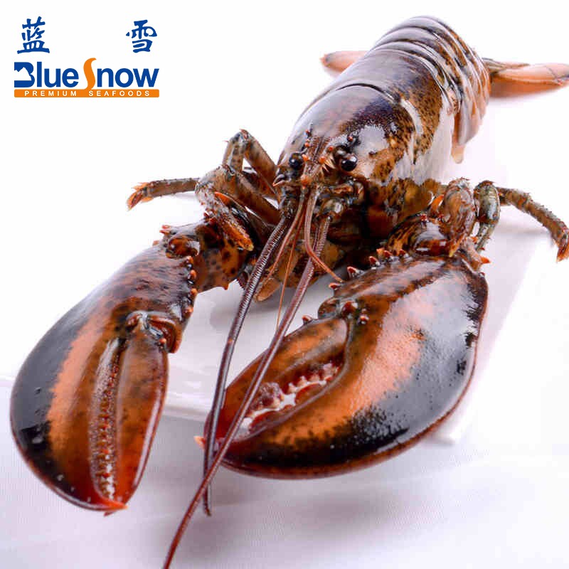 【蓝雪】 加拿大龙虾净重500g-600g左右 生冻速冻波士顿龙虾