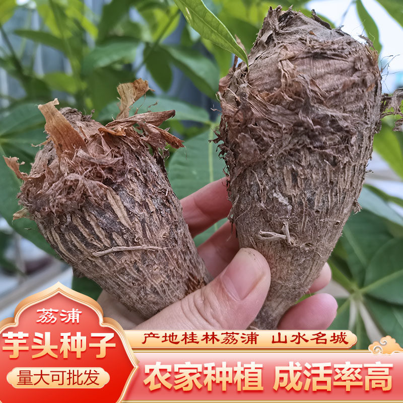 广西荔浦芋头种植小槟榔芋紫藤芋粉糯香芋种毛芋蔬菜荔浦芋大芋头