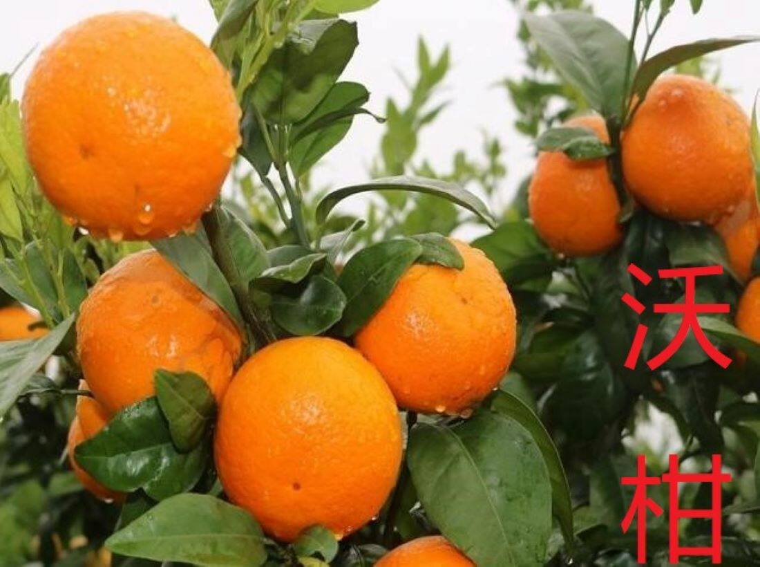 沃柑苗盆栽地栽庭院种植柑橘