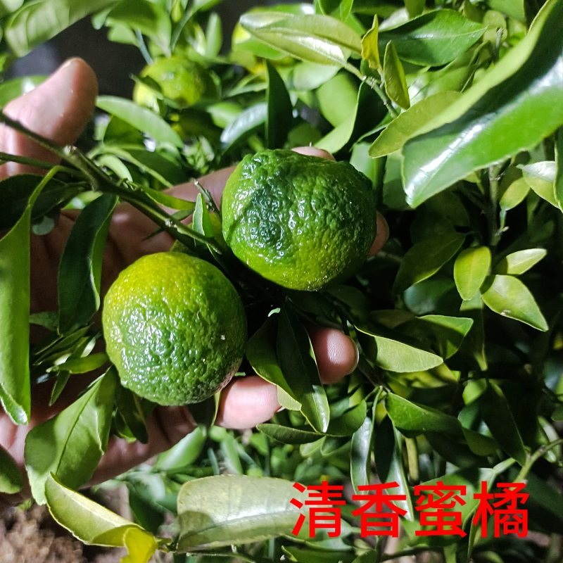 清香蜜橘1.5加仑容器杯苗 纯甜无酸青皮沙糖桔