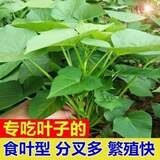 食叶型红薯苗地瓜叶种植 福薯18号食用专吃叶子苕尖台湾蔬菜种苗