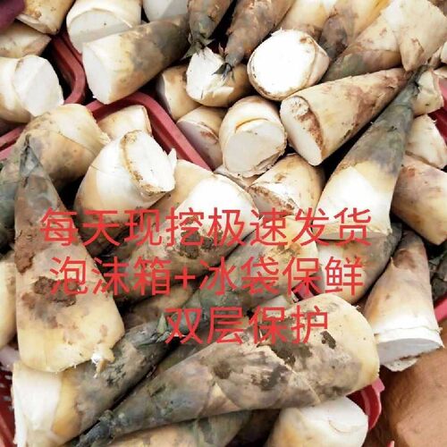 埔田竹笋新鲜笋特产麻揭阳广东