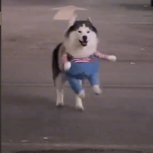 宠物狗狗衣服搞笑搞怪比熊网红狗衣服拿刀娃娃中小型犬猫咪变身装