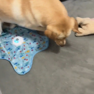 新款多功能猫咪捕猎游戏罩自动逗猫自嗨解闷互动玩具长续航