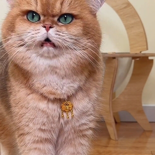 猫咪项链新款宠物小金锁无声铃铛狗脖子挂饰红绳配饰兔装饰高颜值