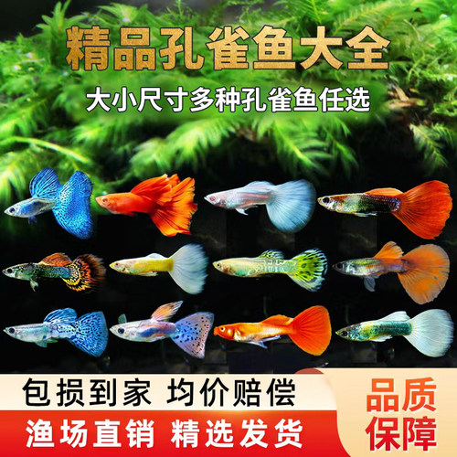 热带观赏鱼好养耐活鱼冷水孔雀鱼