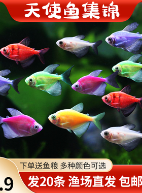 天使鱼观赏鱼活体小型热带淡水鱼斑马鱼孔雀鱼彩群鱼荧光天使鱼
