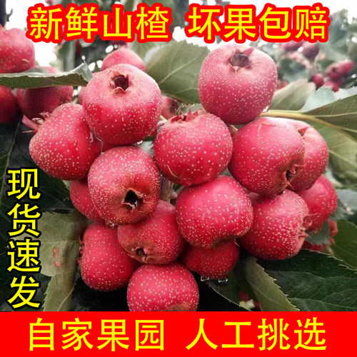 特级新鲜山楂大果鲜果新鲜酸甜现摘现发水果野生山里红山楂鲜果