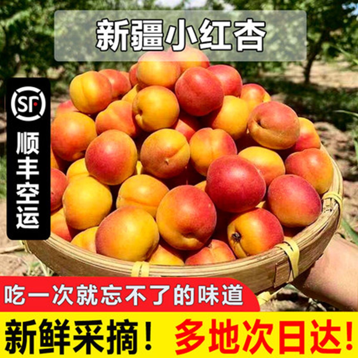 新疆正宗新鲜小红杏发顺丰航空