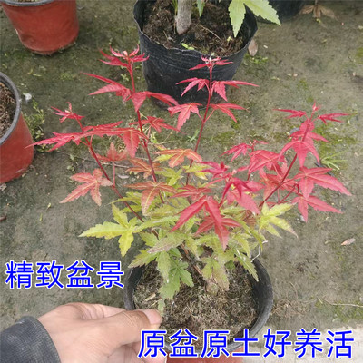 红叶枫树盆栽阳台窗台好养