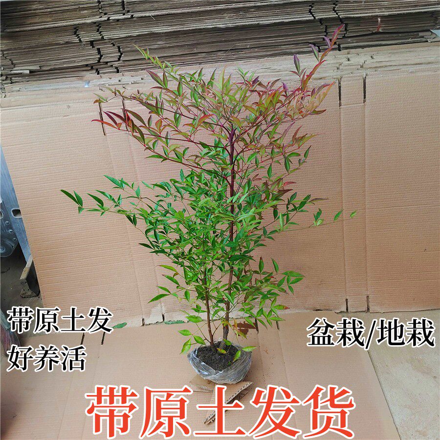 红天竺南天竹火焰红叶庭院树苗盆栽耐寒耐旱客厅摆放观叶室内盆景
