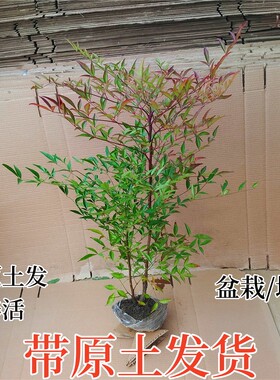 红天竺南天竹火焰红叶庭院树苗盆栽耐寒耐旱客厅摆放观叶室内盆景