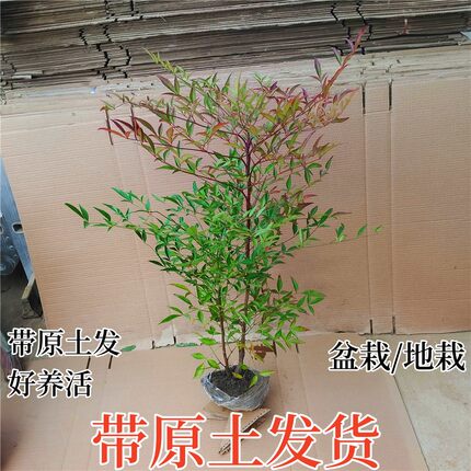 红天竺南天竹火焰红叶庭院树苗盆栽耐寒耐旱客厅摆放观叶室内盆景