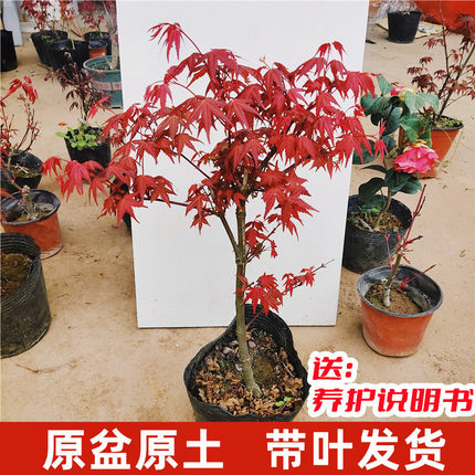 中国日本红枫盆栽红舞姬三季红观叶小盆景室内庭院阳台办公桌客厅