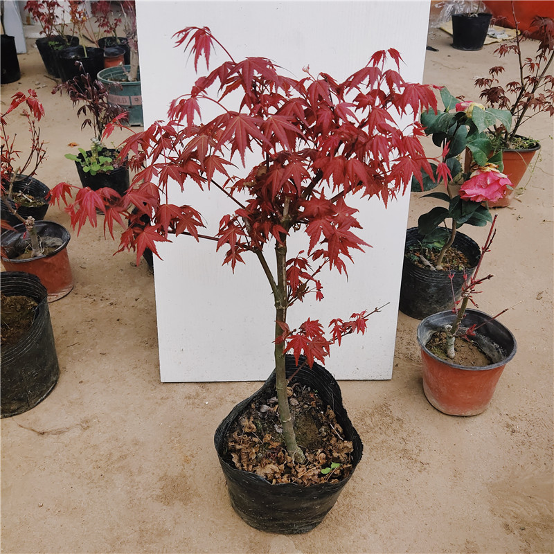 日本红枫盆景带叶发货原盆原土