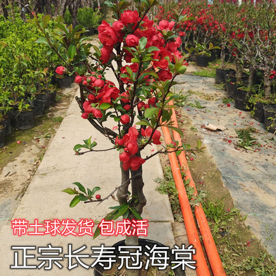 长寿冠海棠绿宝石彩玉重瓣花卉盆景盆栽地栽老桩耐寒庭院阳台窗台