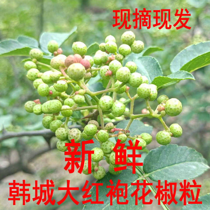 新鲜花椒粒高山种植时令山野菜现摘现发陕西韩城大红袍嫩花椒500g