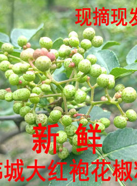 新鲜花椒粒高山种植时令山野菜现摘现发陕西韩城大红袍嫩花椒500g