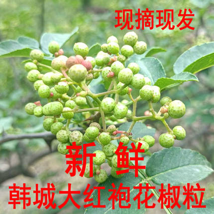 新鲜花椒粒高山种植时令山野菜现摘现发陕西韩城大红袍嫩花椒500g